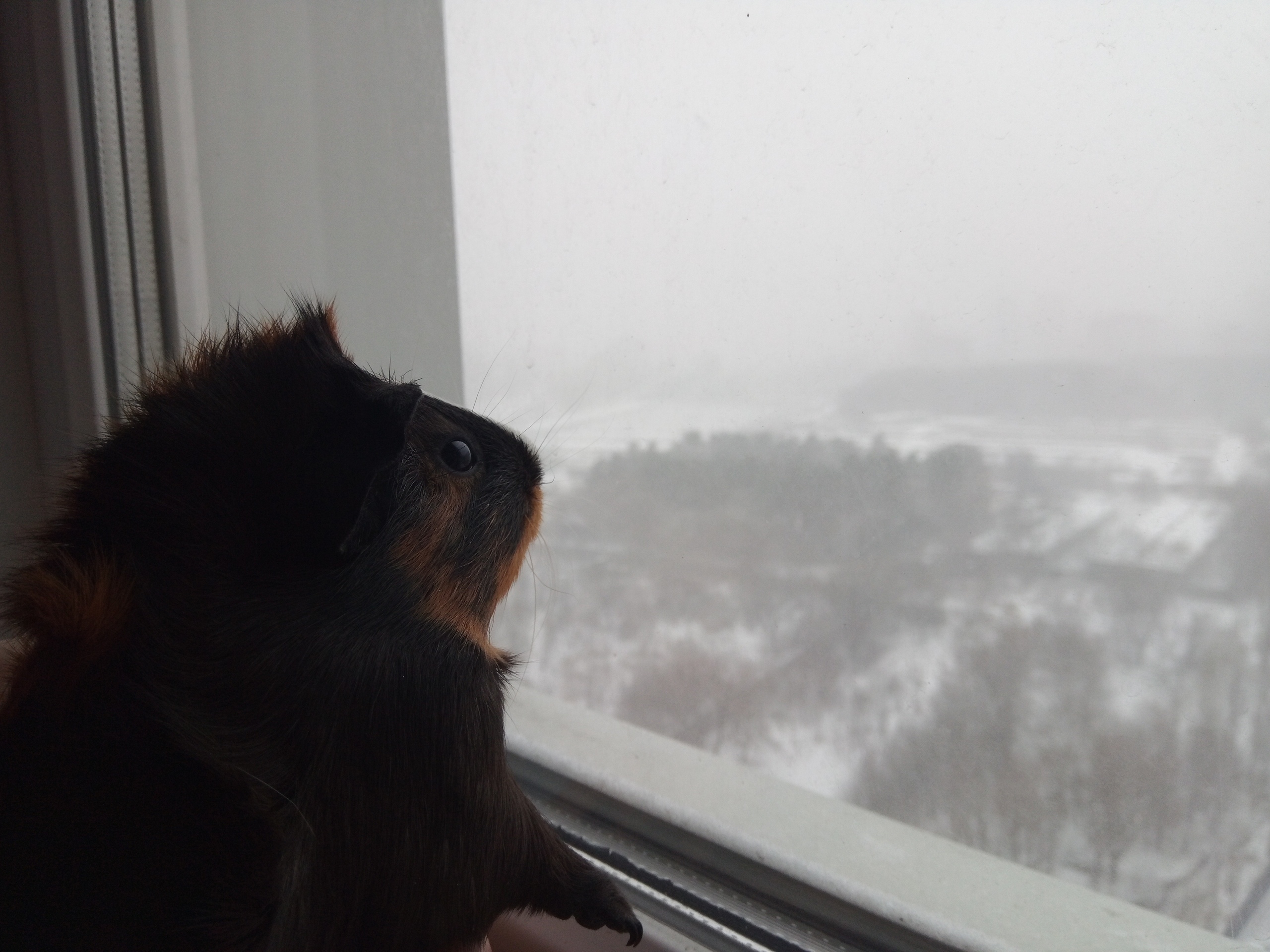 Снег с дождем и сильным ветром обрушатся 25 февраля на Воронежскую область  - фото 1