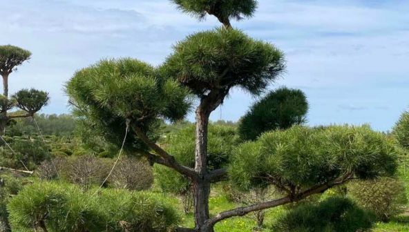 Как застройщикам сэкономить на озеленении ЖК без ущерба качеству