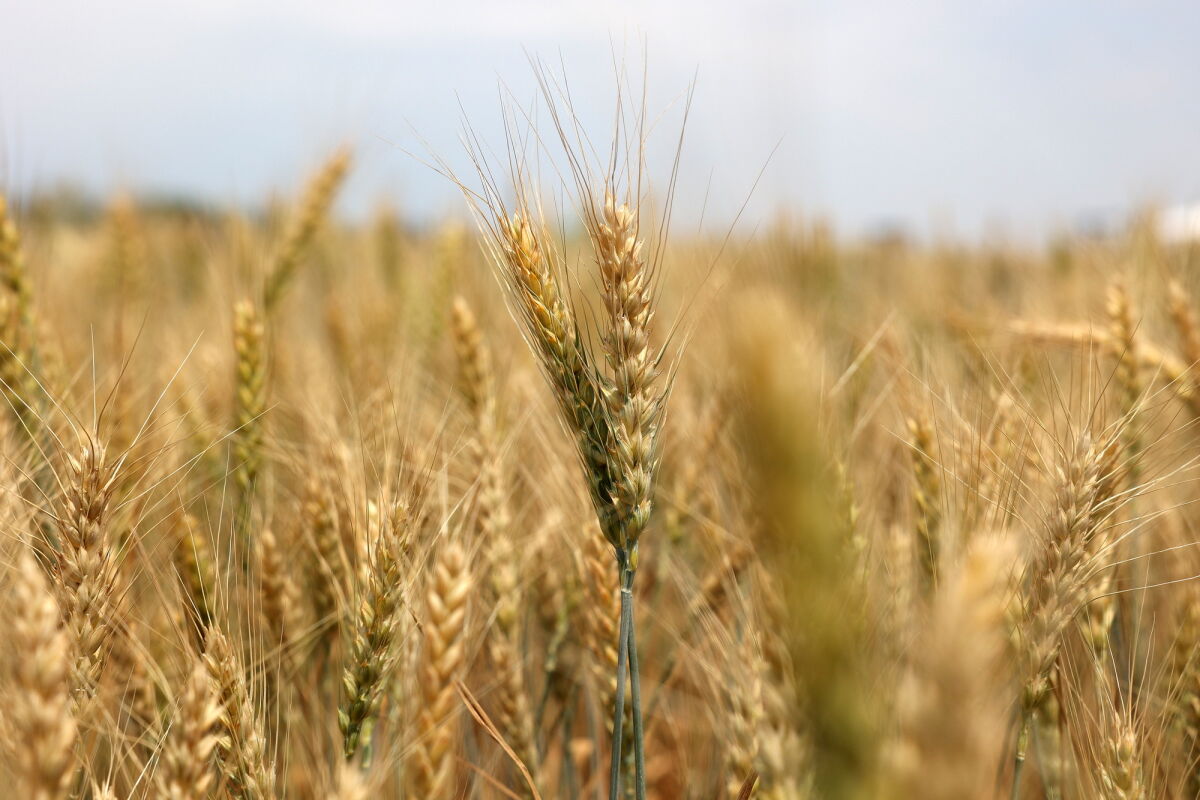 Из незаконного оборота изъяли 300 га земель на севере Ростовской области - Фото 1